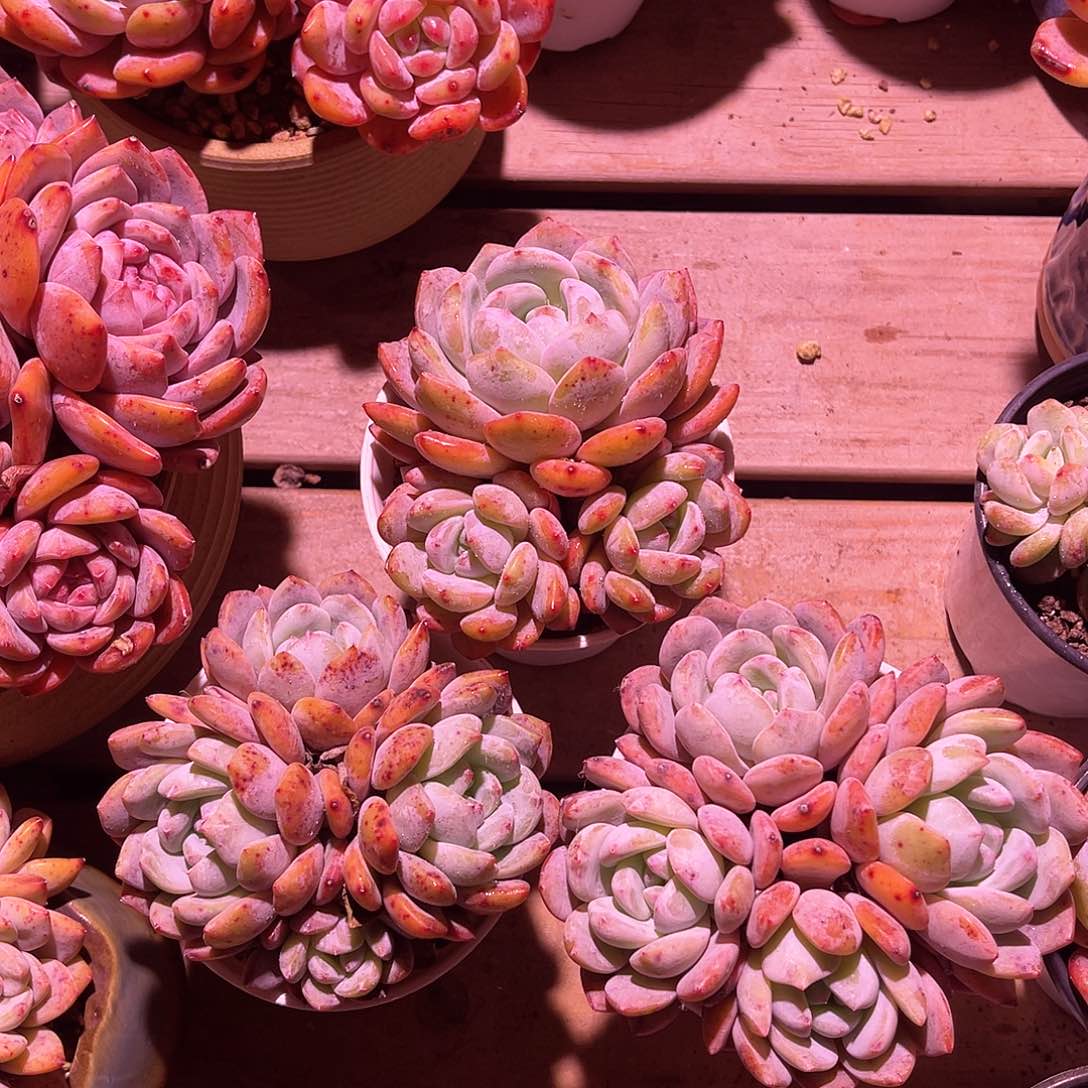 橙梦露群生带盆3颗