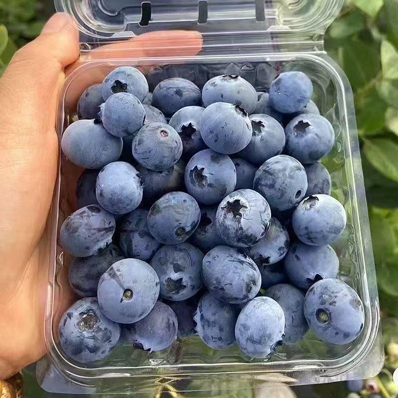 【云南L25蓝莓】4盒装 甜脆 花香蓝莓 15-18mm 1斤装左右新鲜云南省