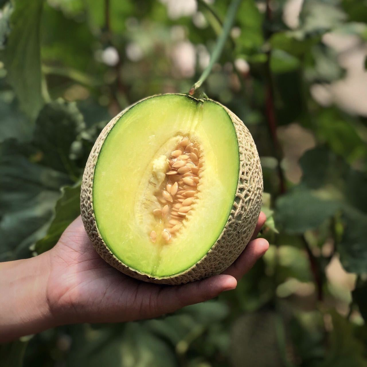 海南冰淇淋网红蜜瓜8斤4-6个礼盒装