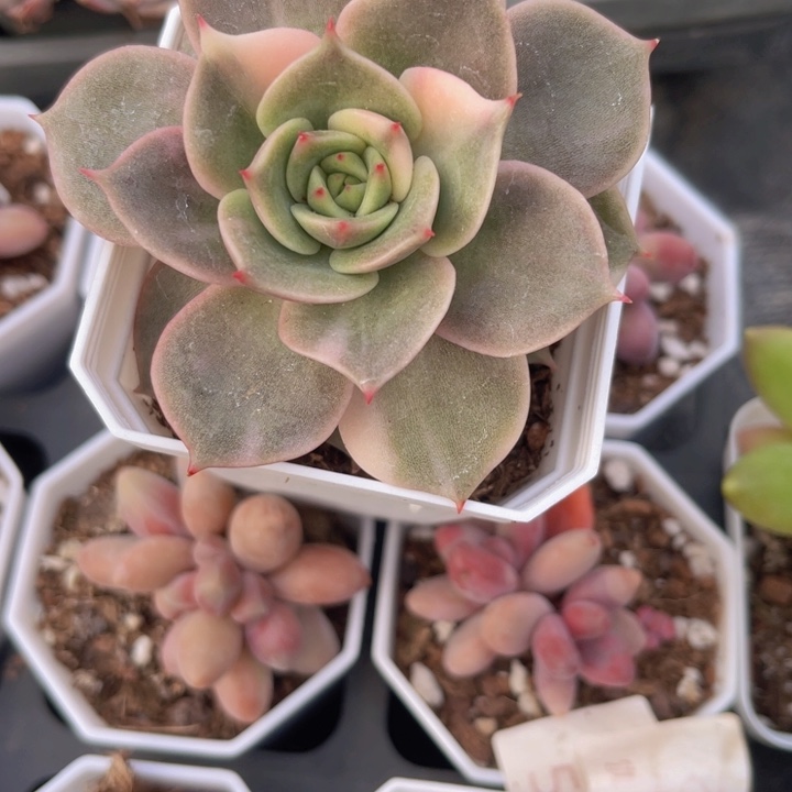 124贝加尔湖锦多肉植物