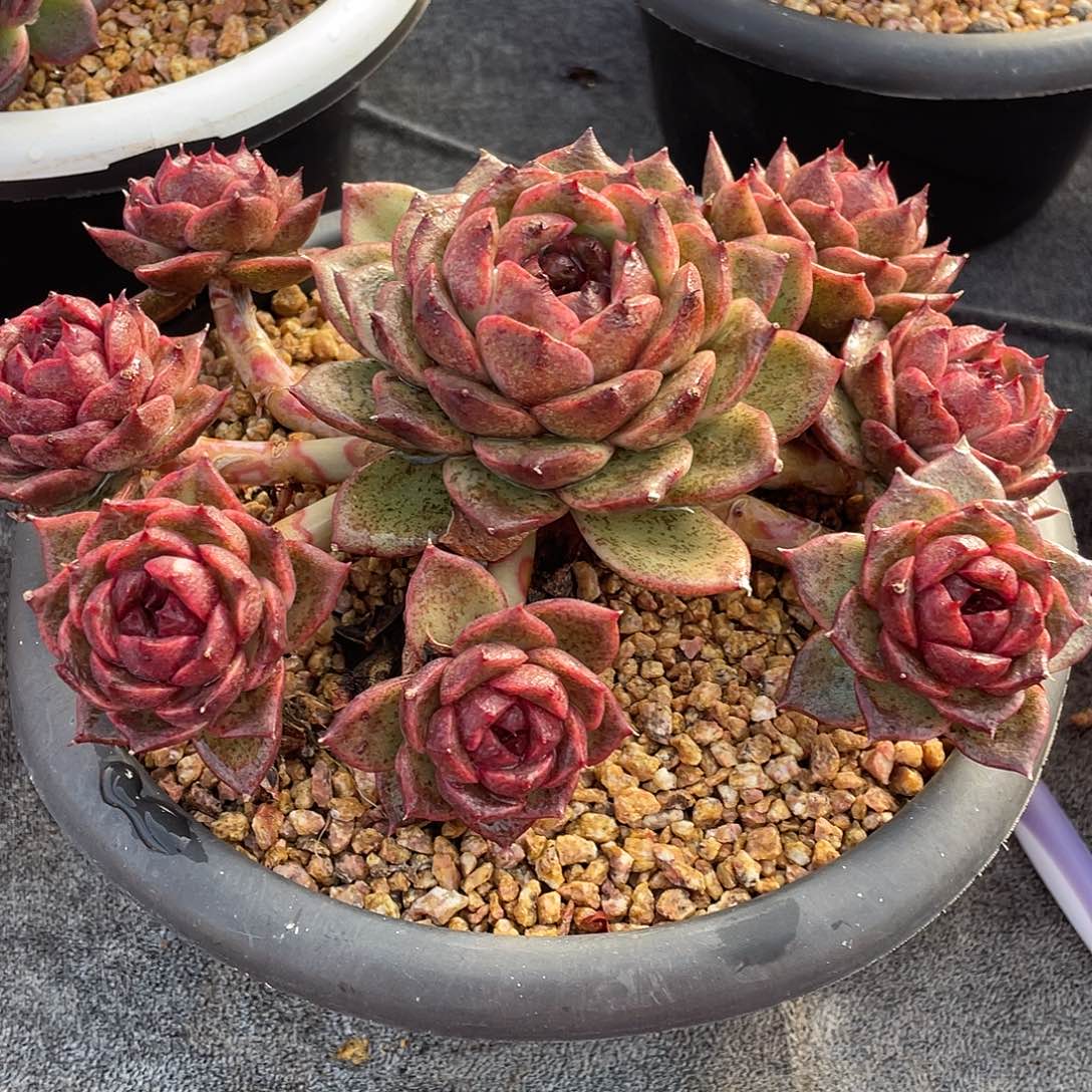 多肉植物一物一拍