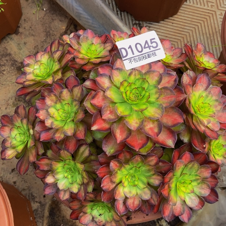 【闪购商品】1045锦鲤多肉