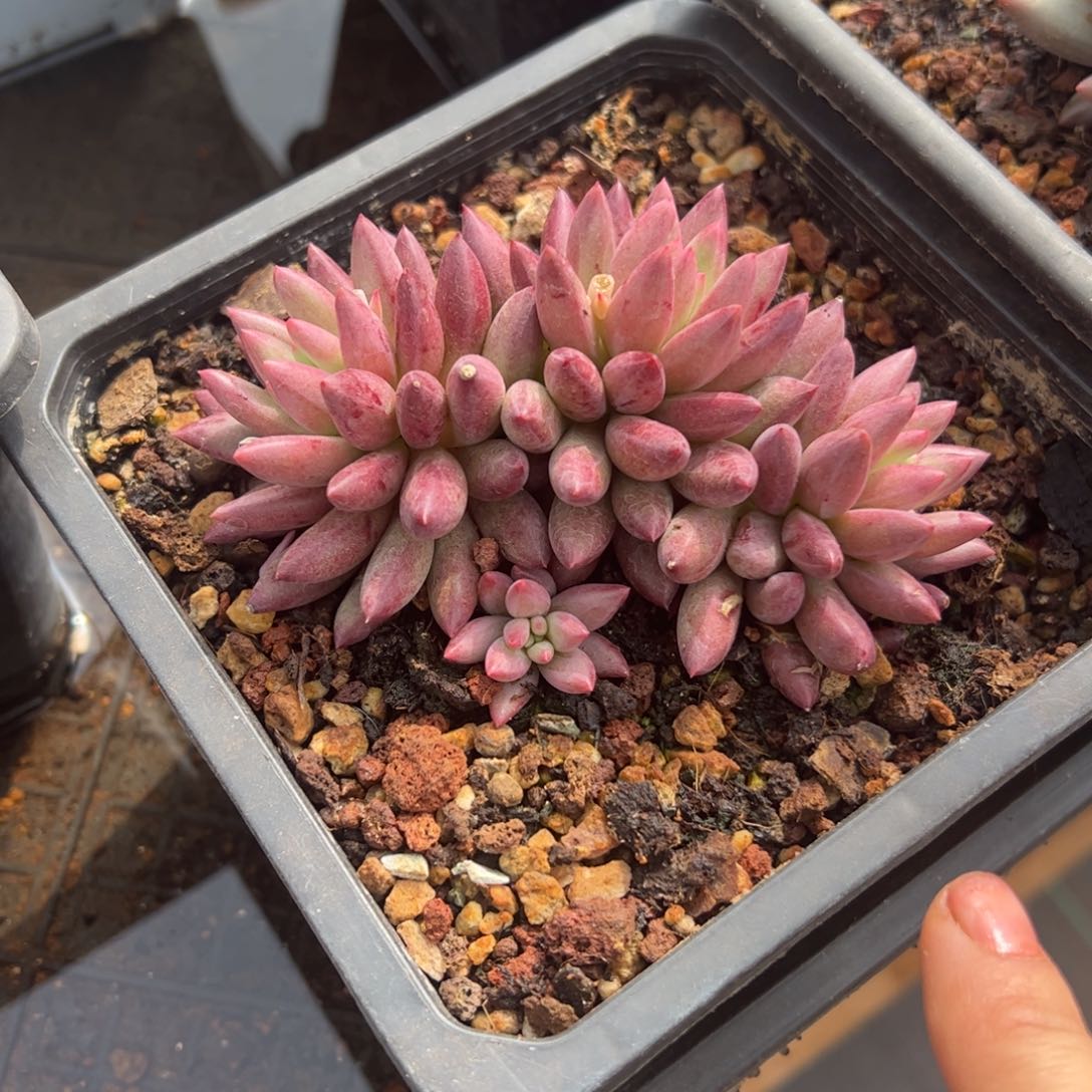 车厘子多肉植物好看