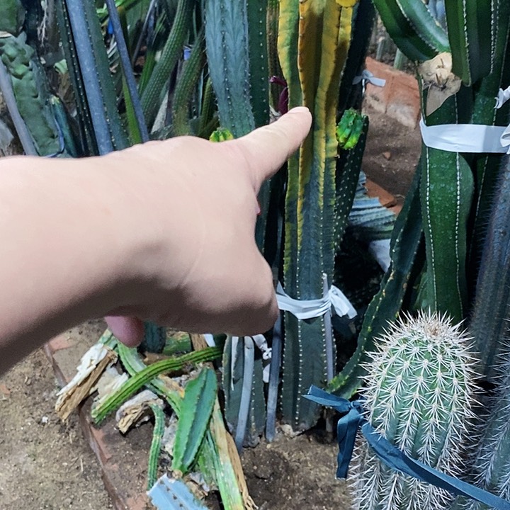 ✎****`不带侧芽00000000000000000000