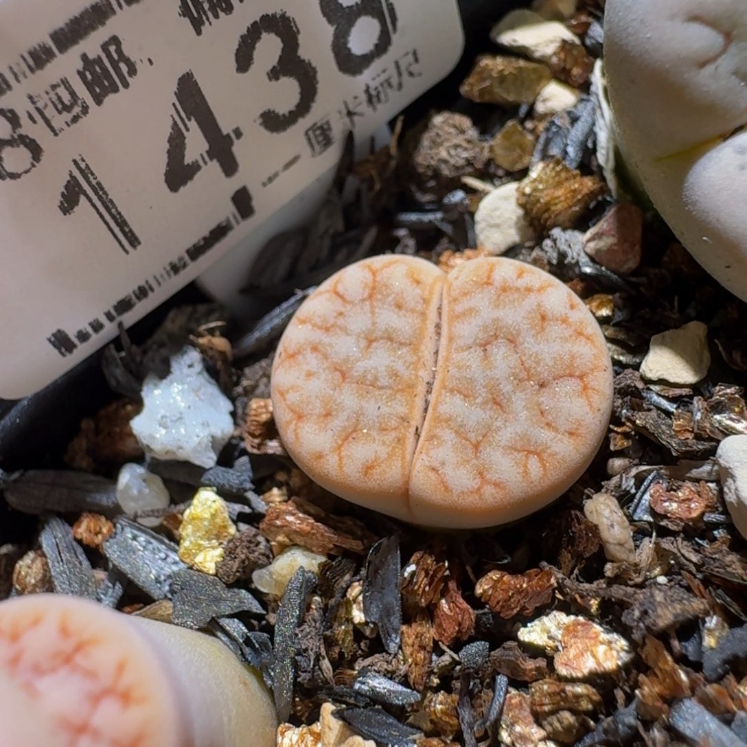 Ssss清棚价便宜1438拿铁