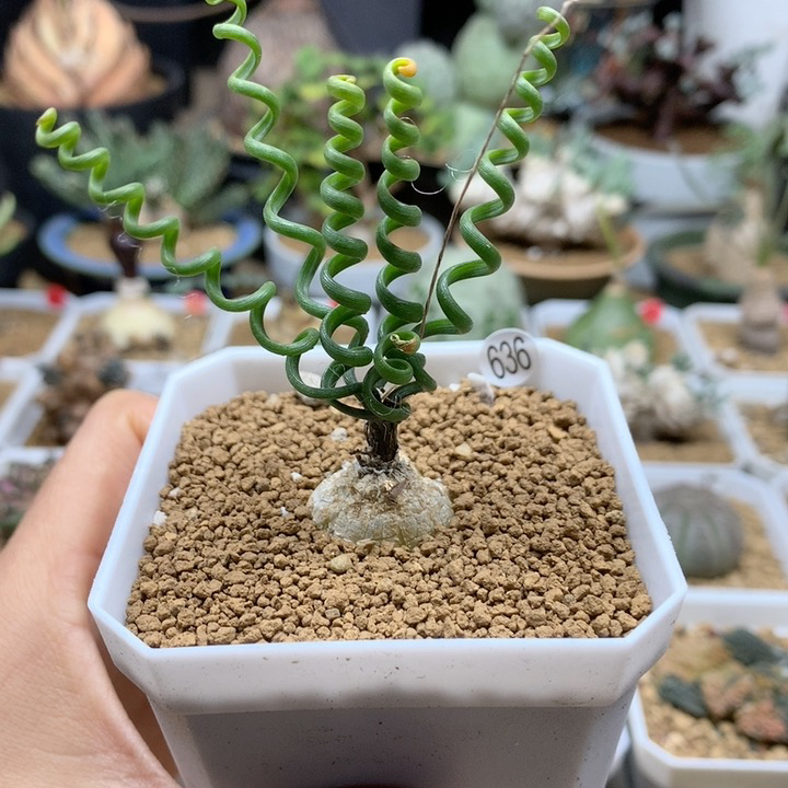钢丝弹簧草带盆636