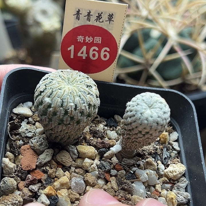 实生精巧殿两棵6688