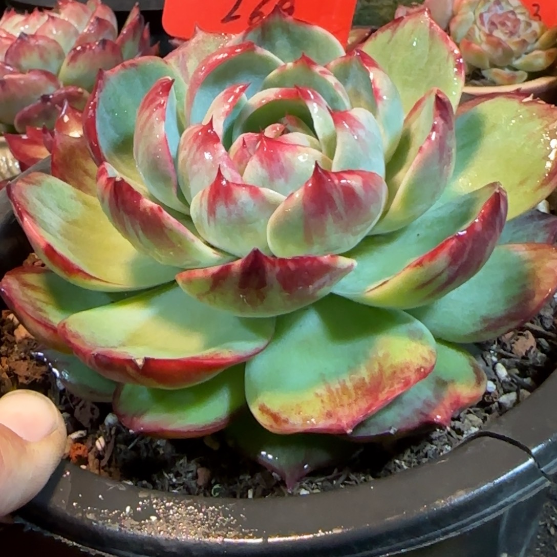 花脸惊鸿一物一拍包装收缩花旱269