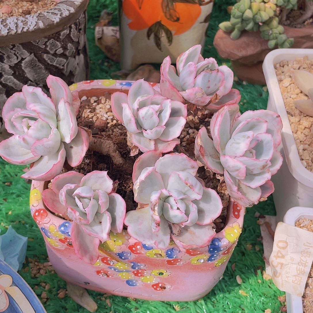 伯克利锦福利价出