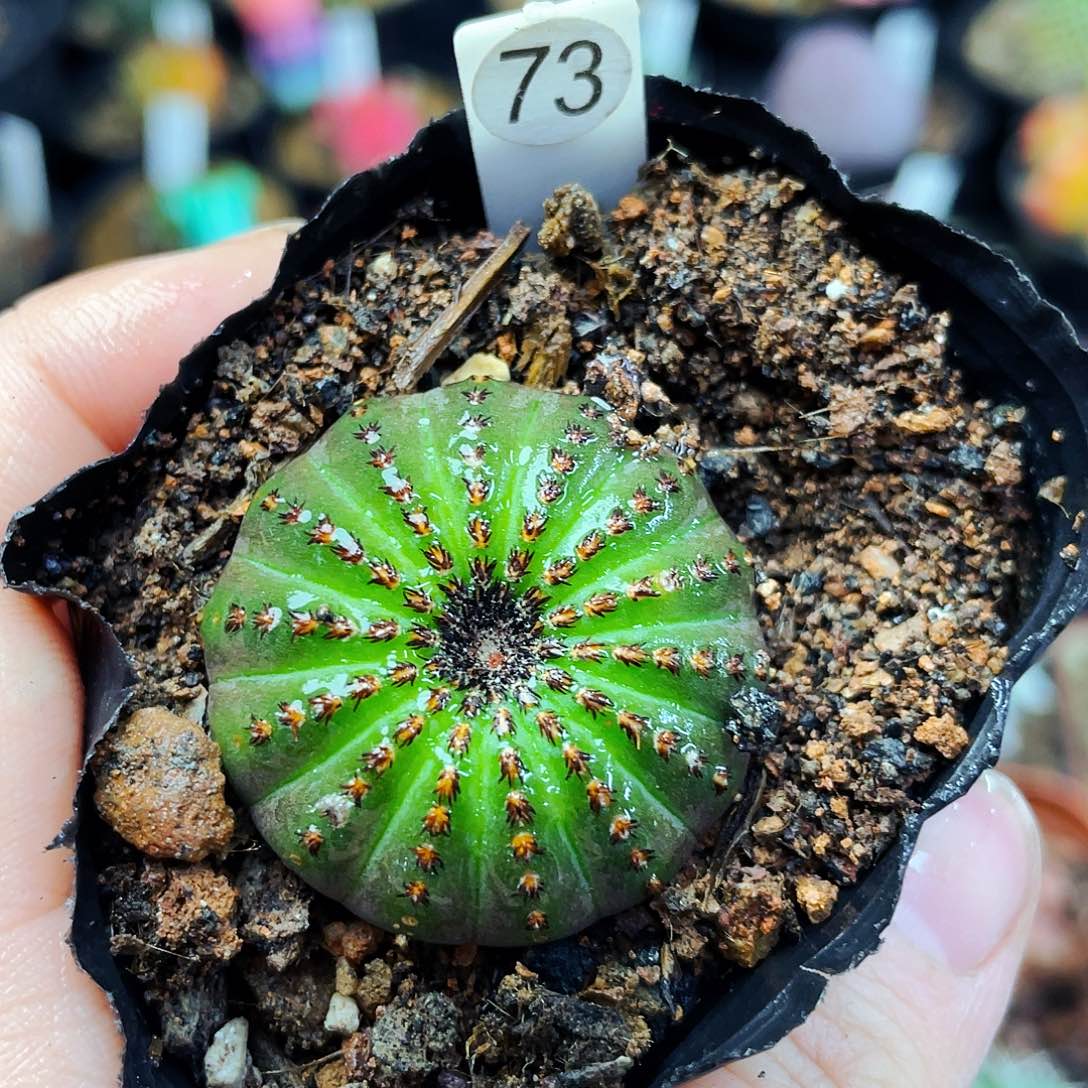 非偏远地区满25包邮仙人球