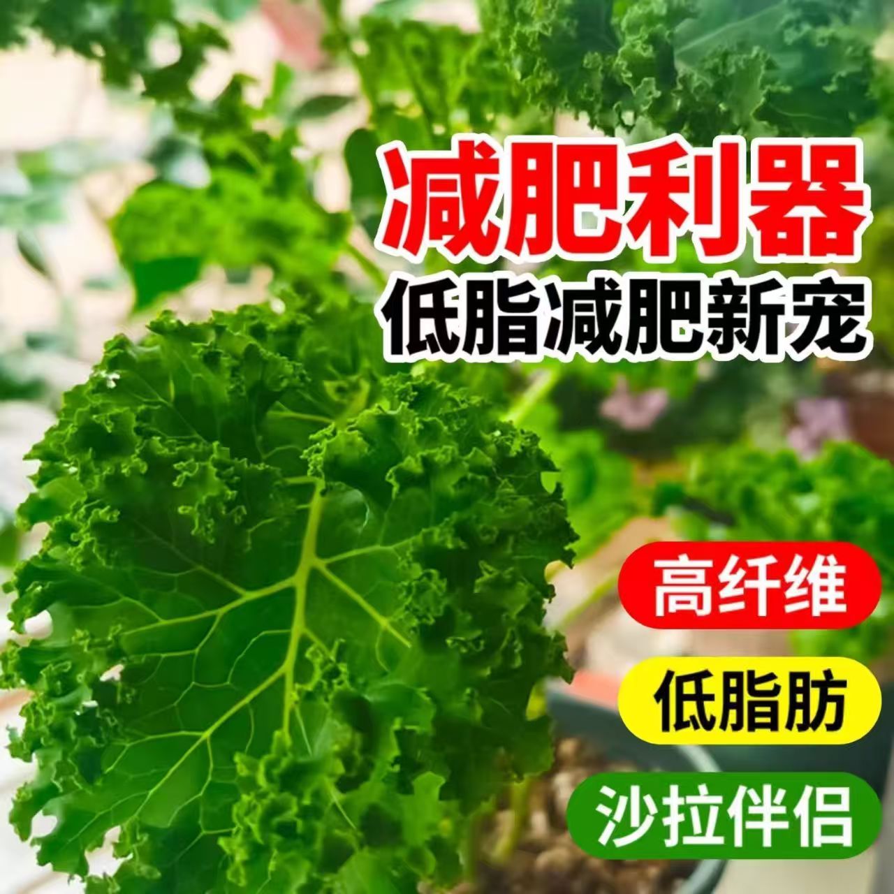 【羽衣甘蓝种子】四季播种有机高钙耐寒食用橄榄菜大田盆栽易种植