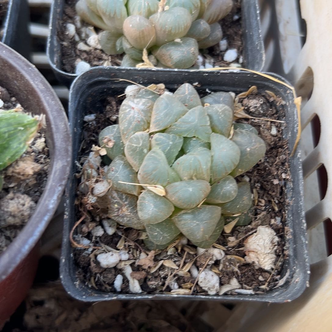 多肉植物多肉植物