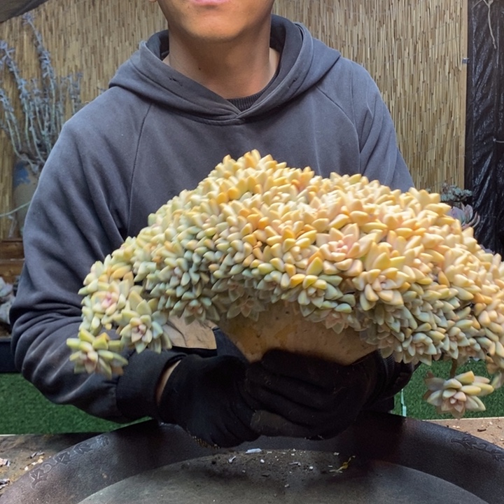 w***838 号淡雪多肉植物