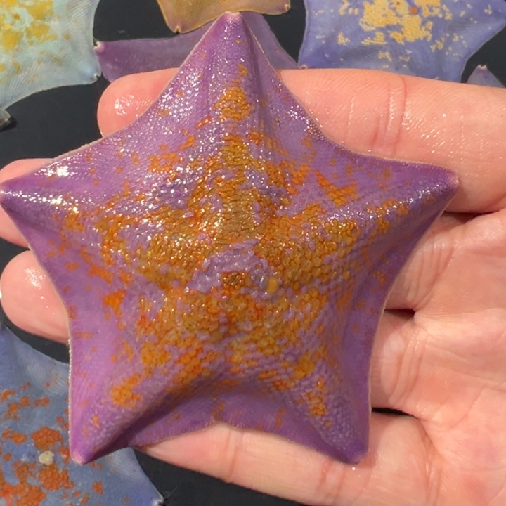 海水4号紫色5指太奶小缺口