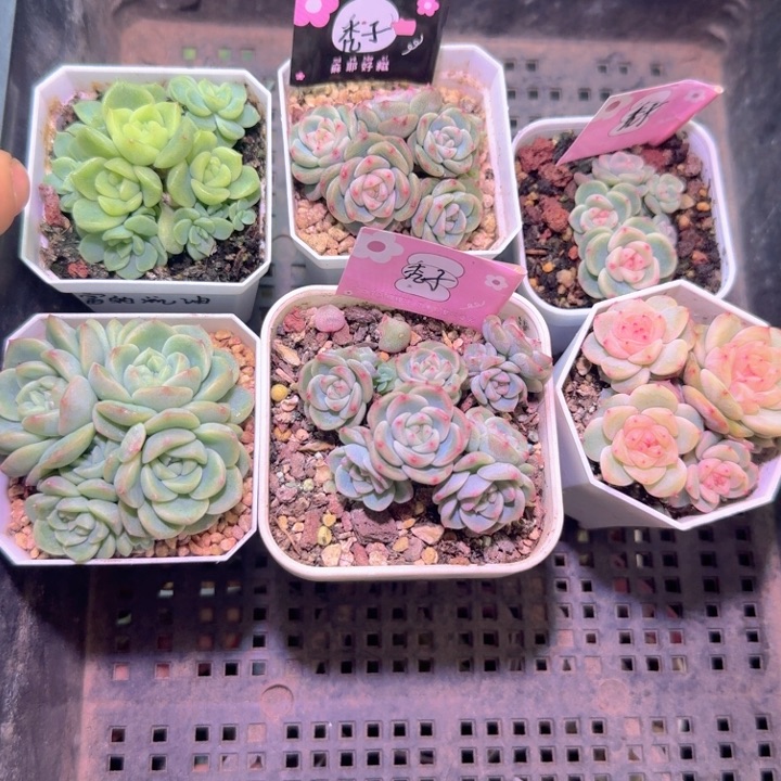 米***肉财富甜心啦啦啦啦啦特