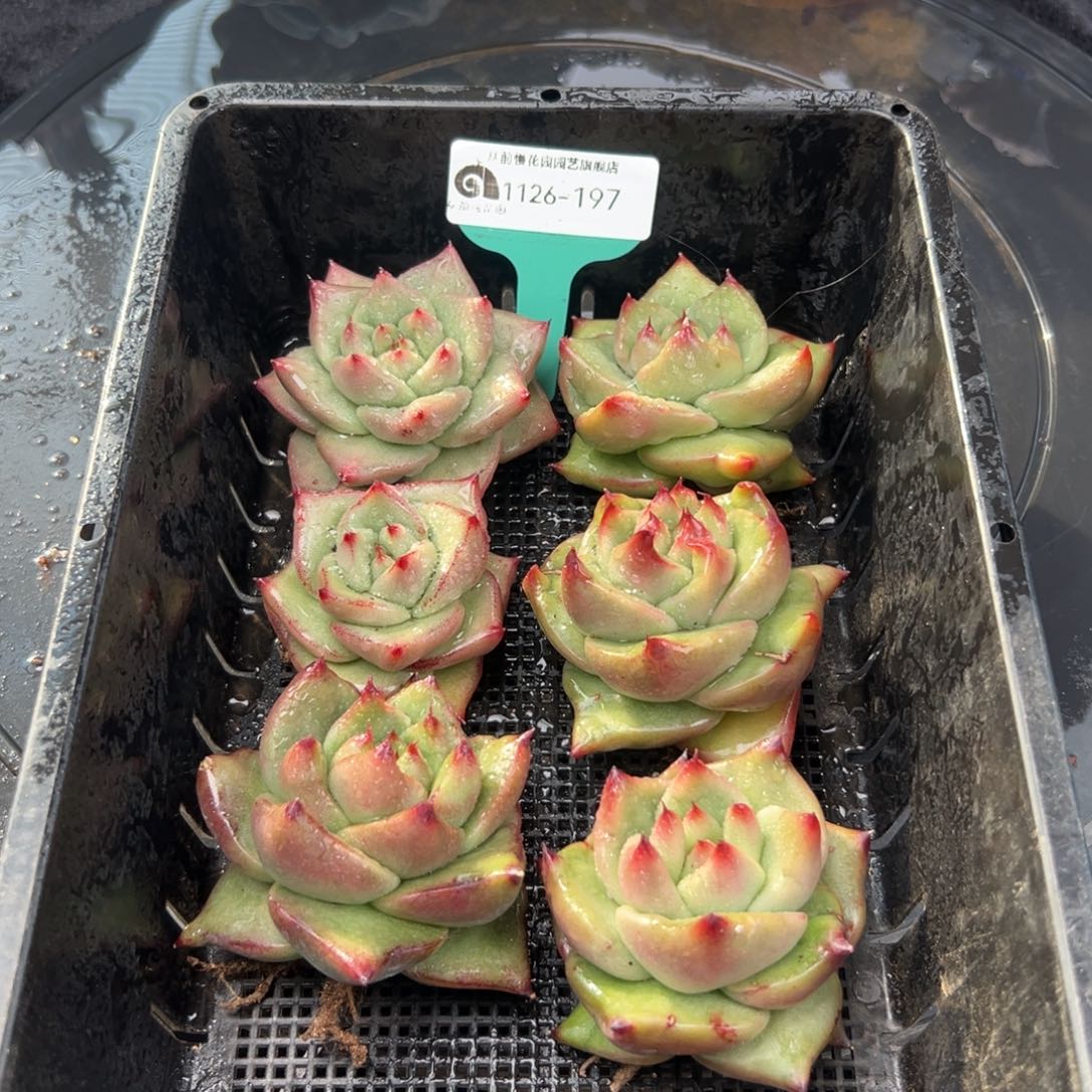 从前慢花园多肉编号1126-197