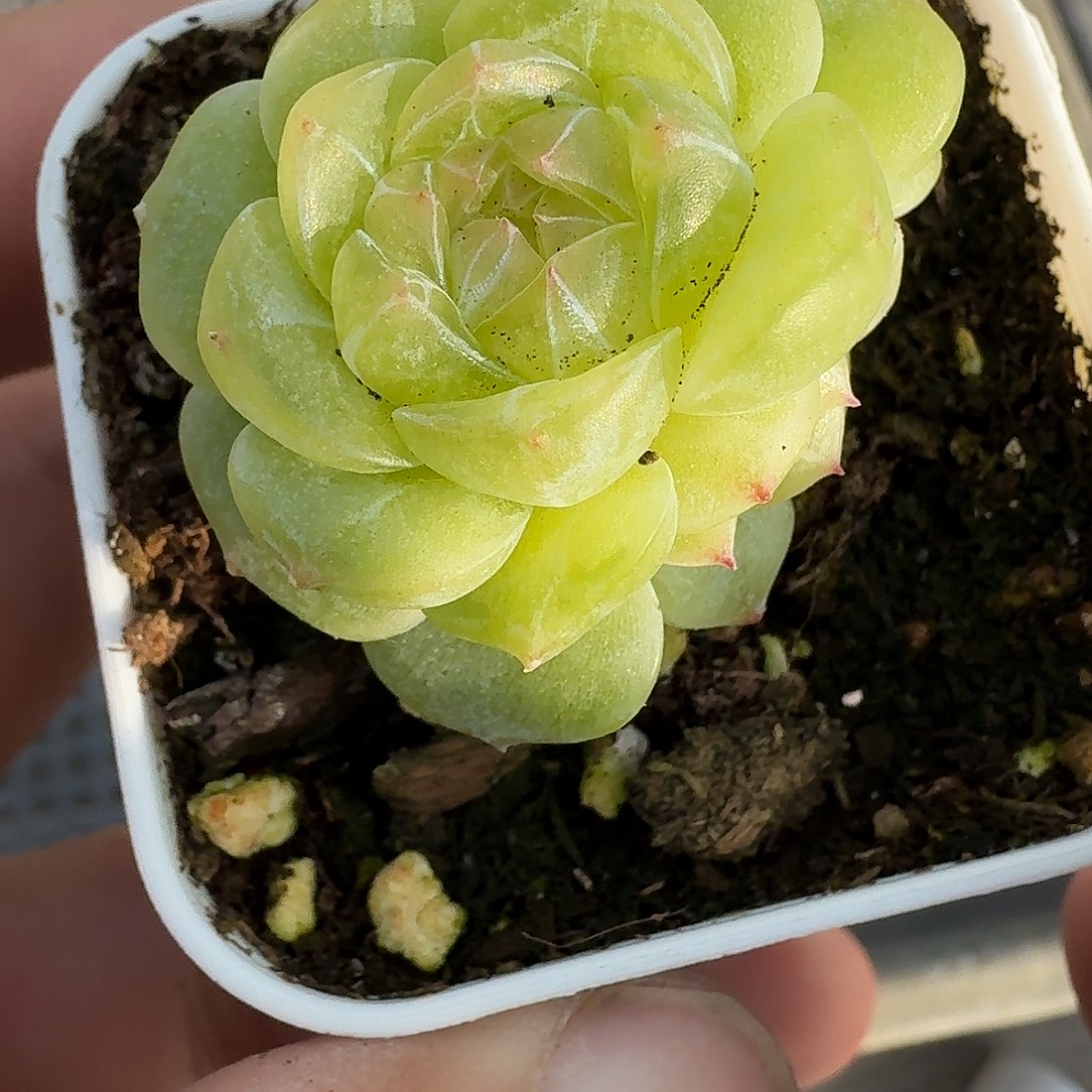 221号素素双头多肉888
