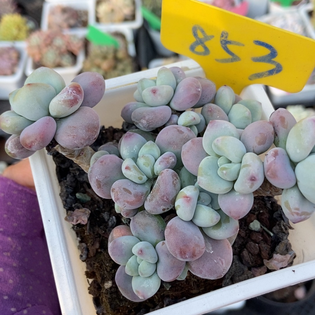 853洛神多肉植物多肉