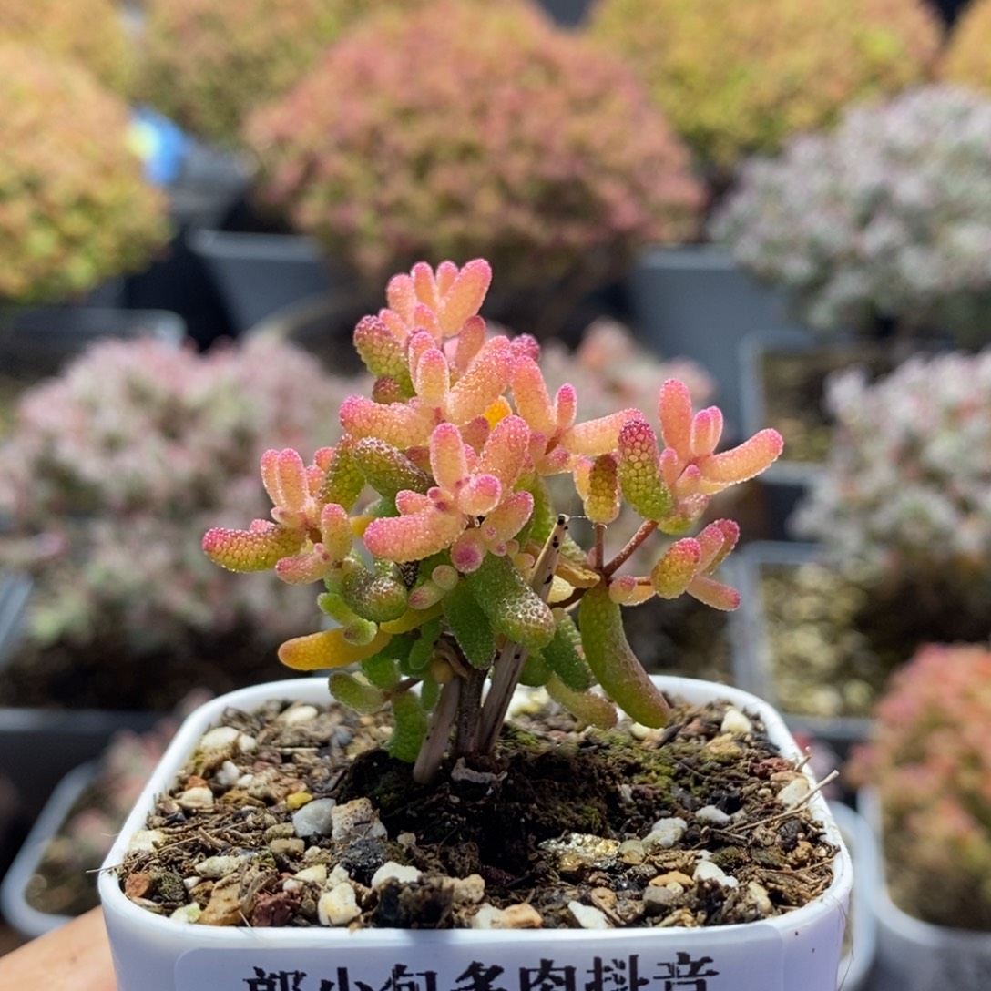 糖球锦3976枝干番杏