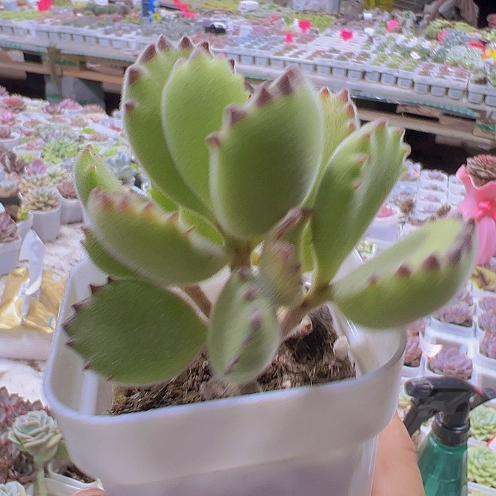 绿熊19包邮多肉植物