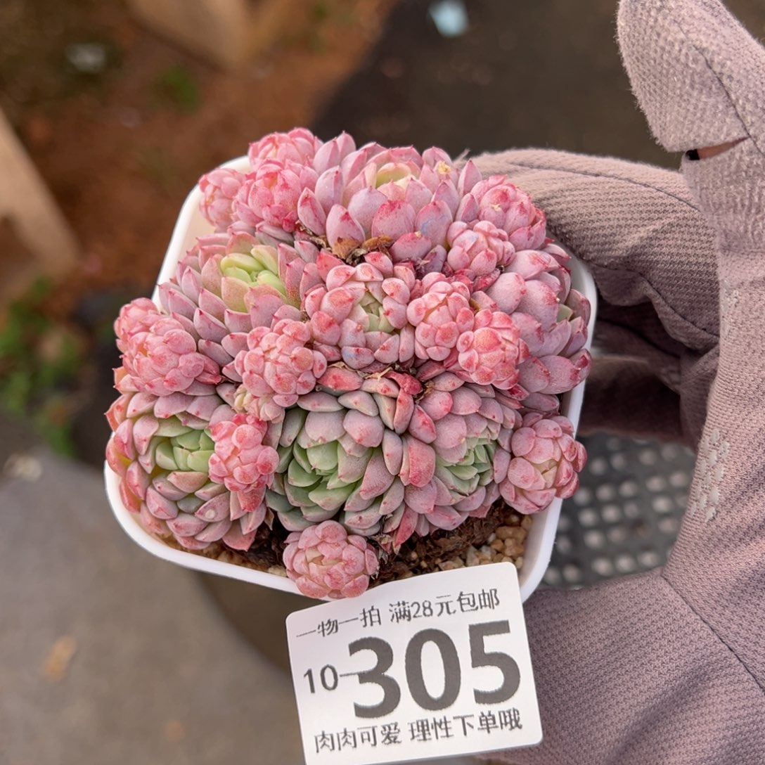 羊脂球多肉多肉多肉多肉多肉多肉