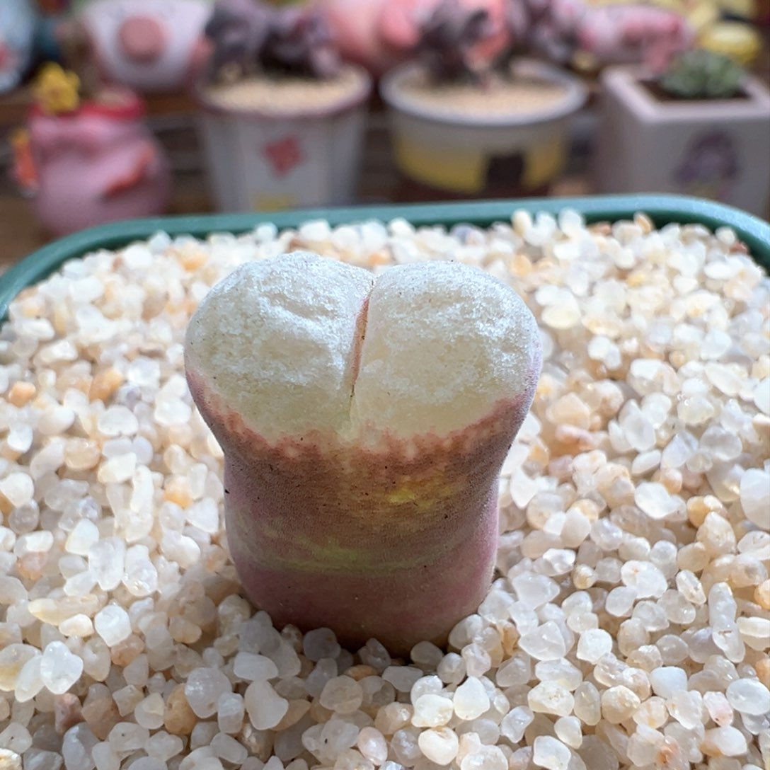 567。青蛙优选安格尼斯风铃母本