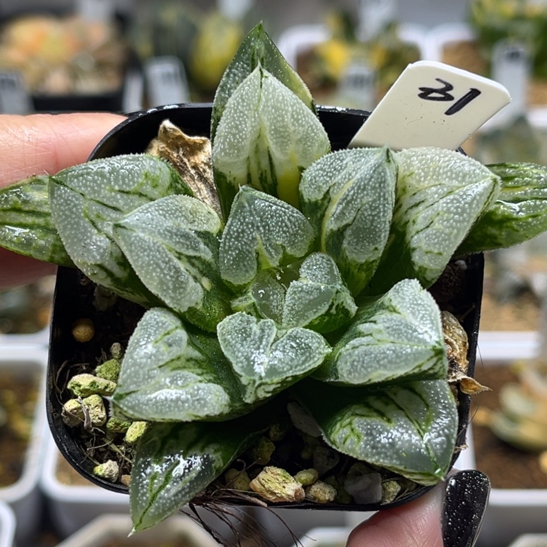 31巨大爱心寿锦福利专场