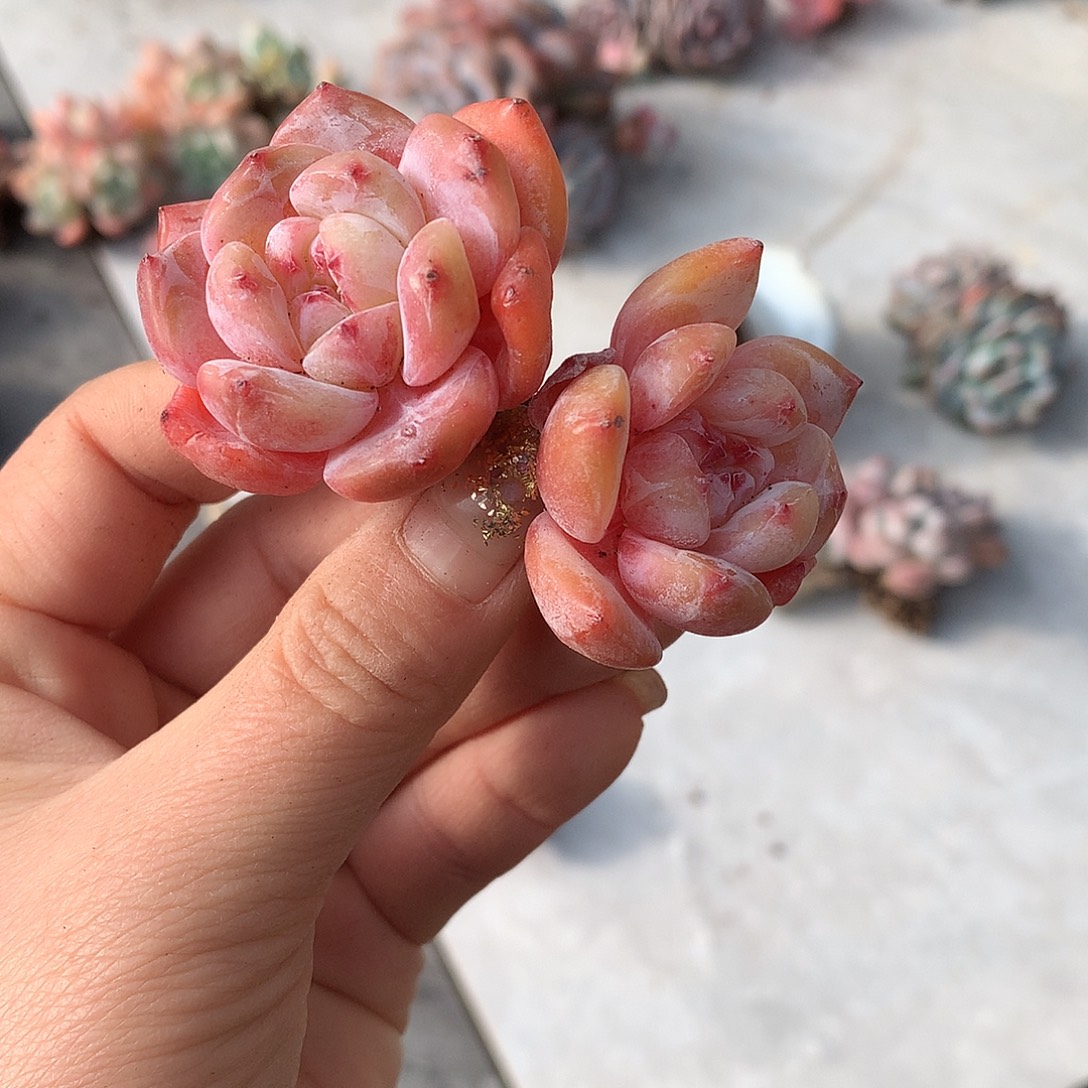 哈哈哈哈哈哈哈哈石榴籽冰玉