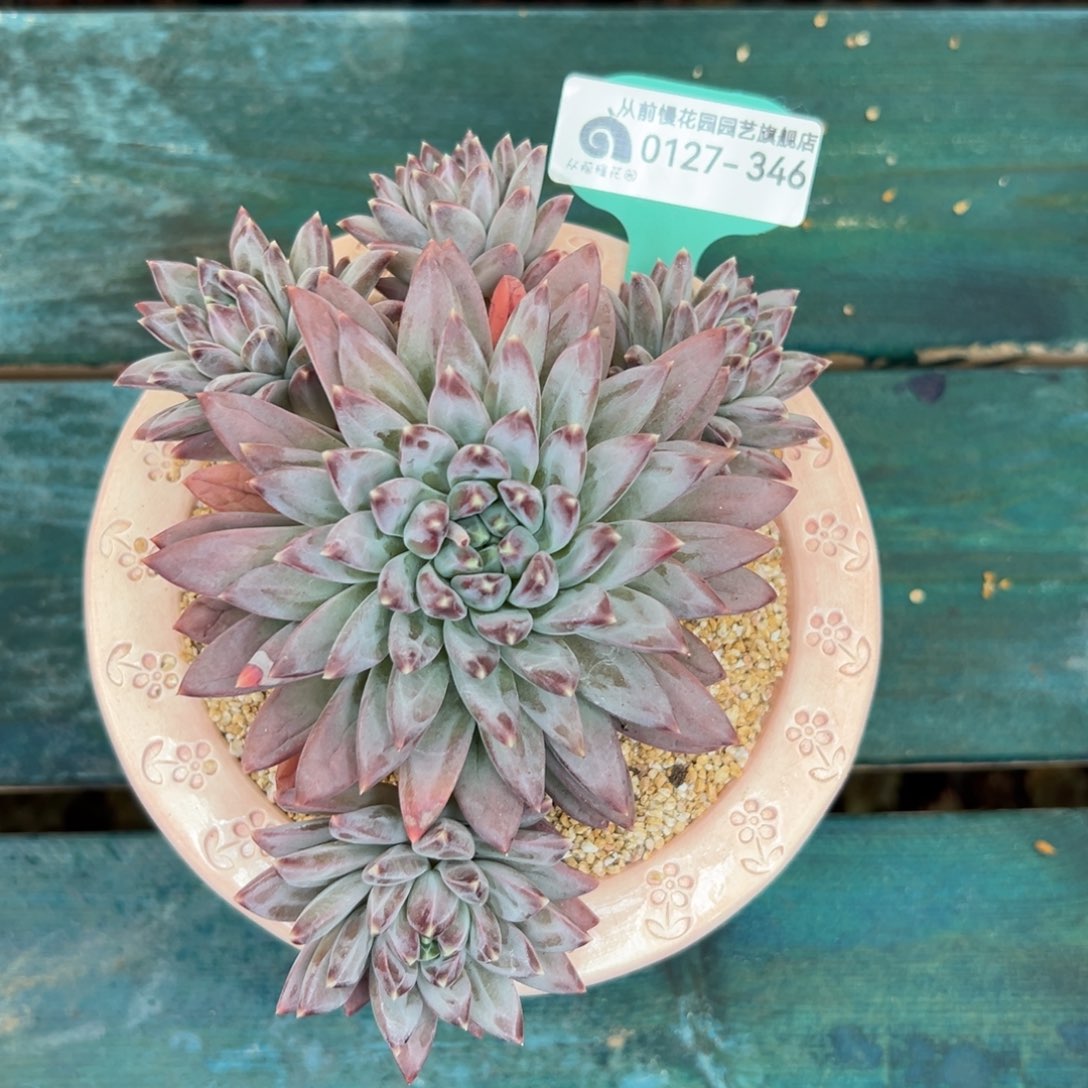 多肉一物一拍0127-346