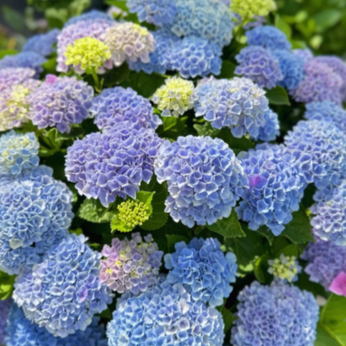 《魔幻革命》露天绣球花不带花盆栽别墅庭院花园花卉绿植中华