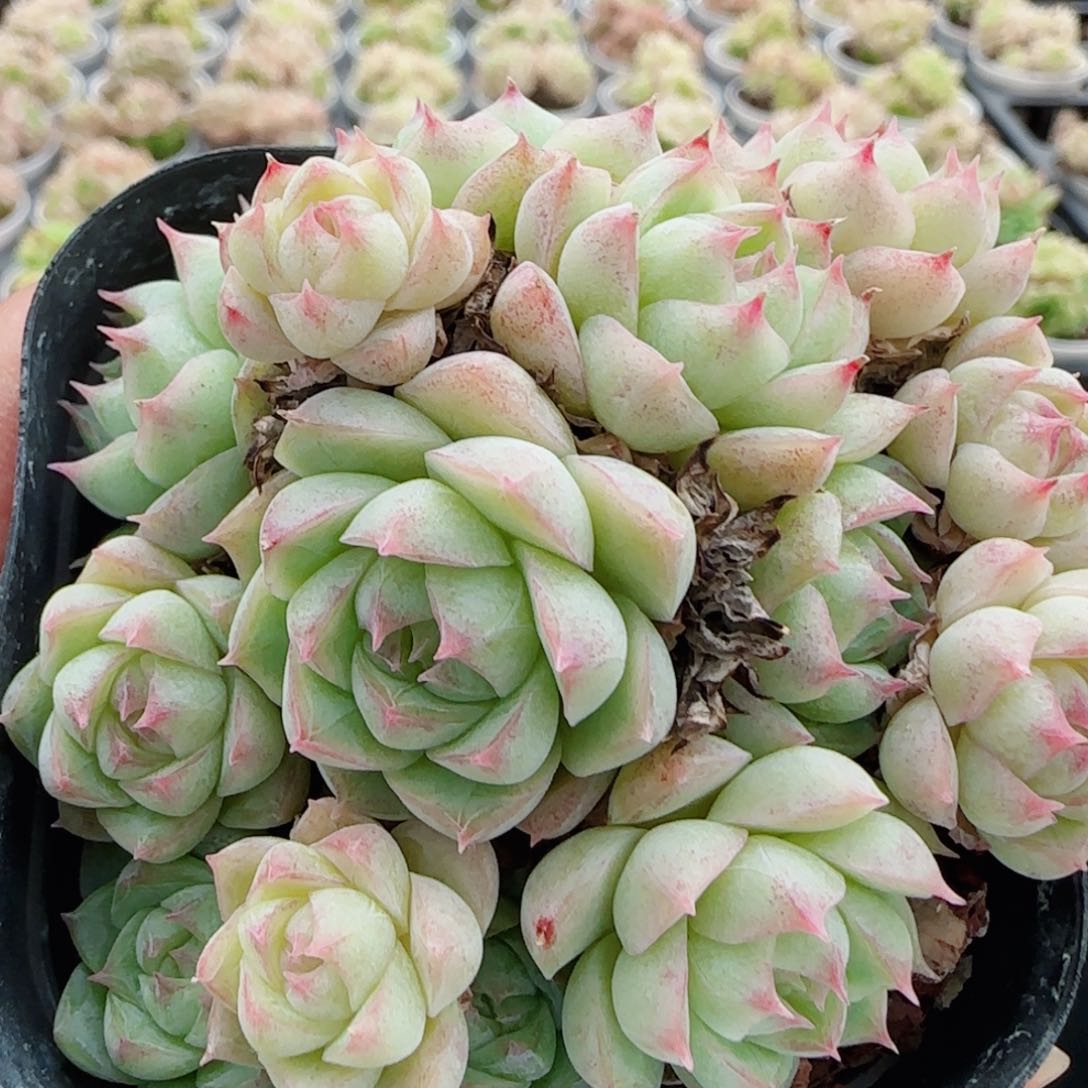 花语逸镜0525-136散