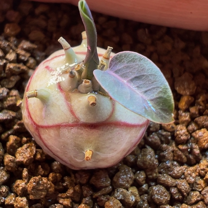 杨玉多肉植物百科1