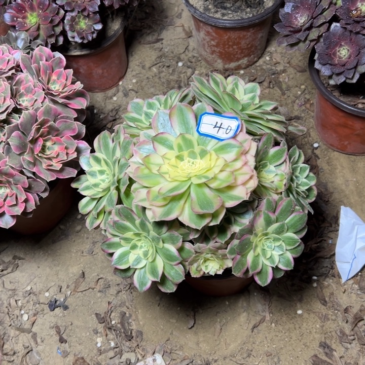 多肉植物玉姿法师40