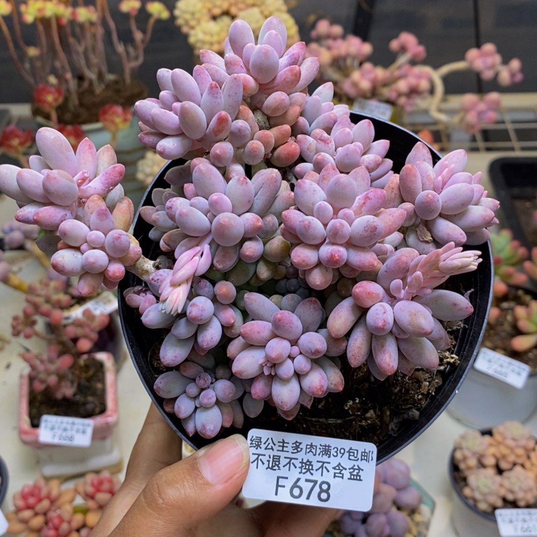 678婴儿手指多肉12c m