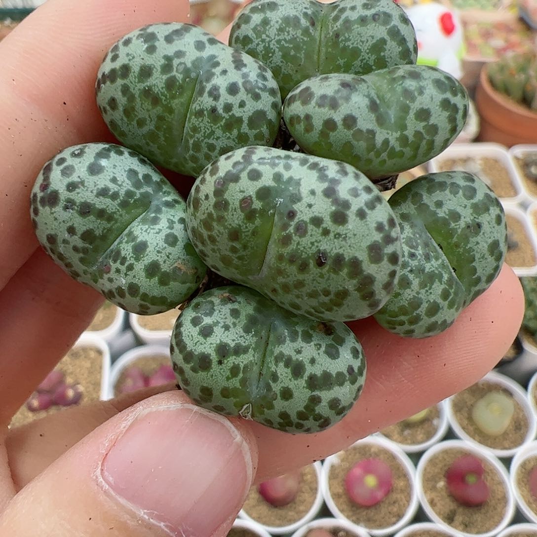 【闪购商品】135 圣诞福利