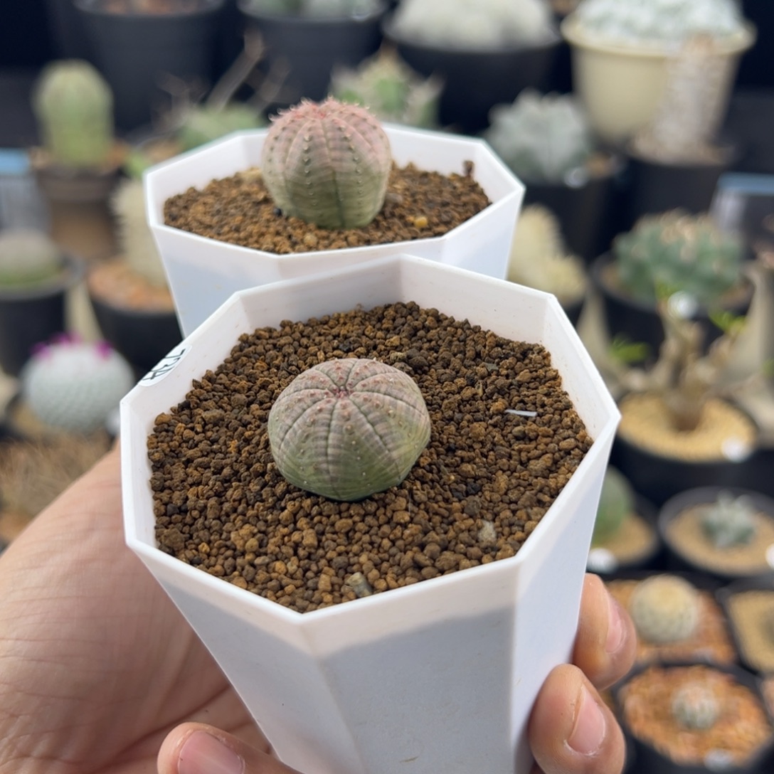 两颗欧布种播一物一拍734