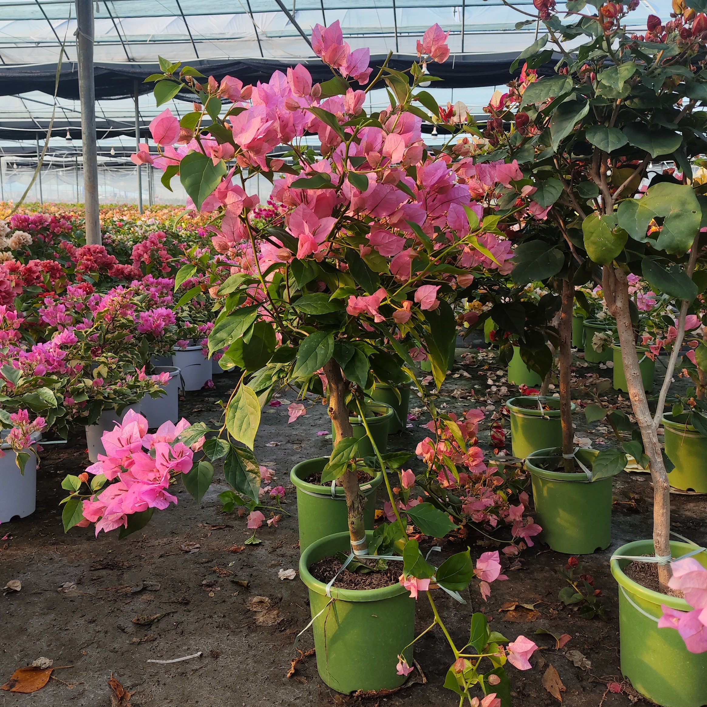 【橙粉公主】【老桩棒棒糖】三角梅四季勤花好养活低于5度自行拍保温