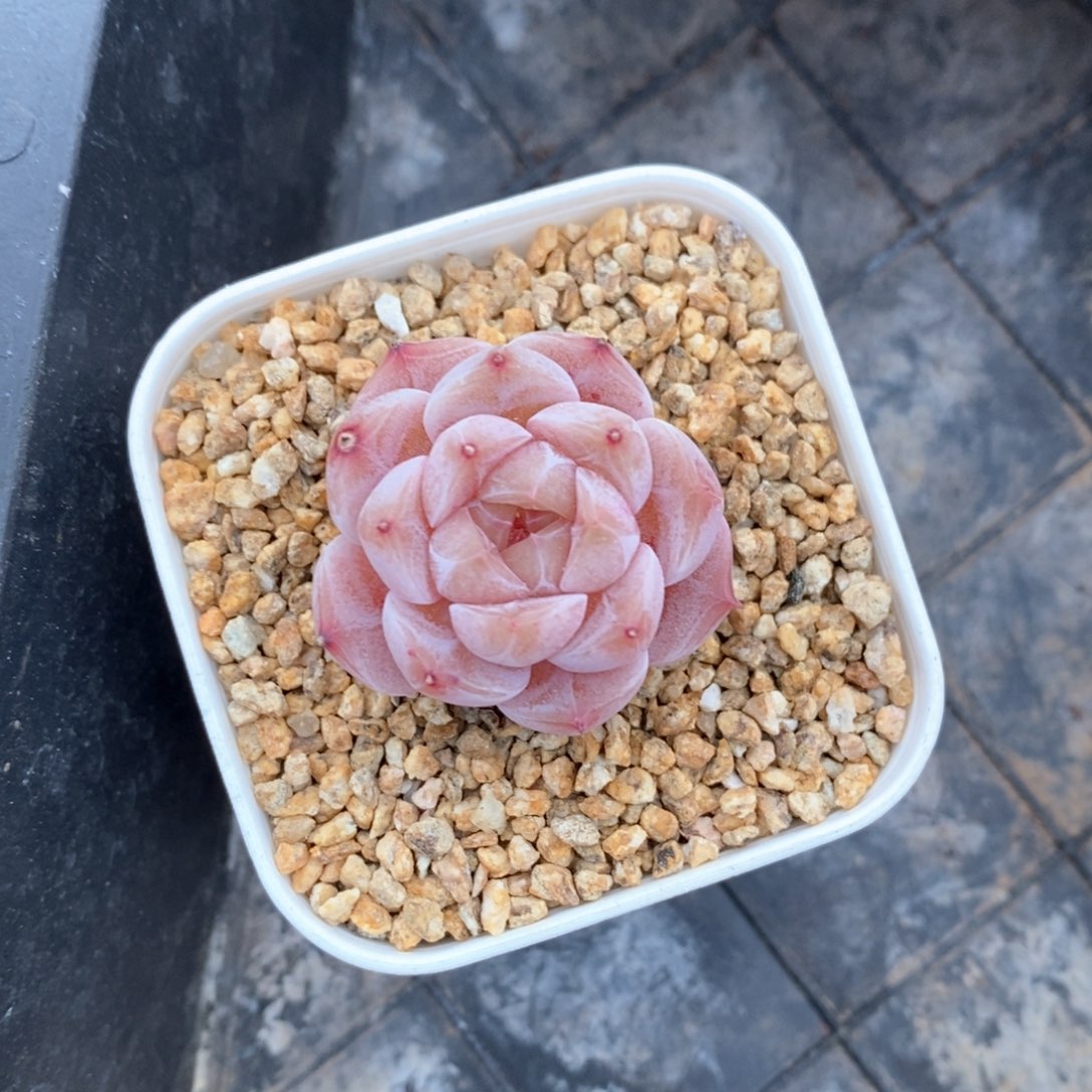 精品多肉一物一拍不包整319