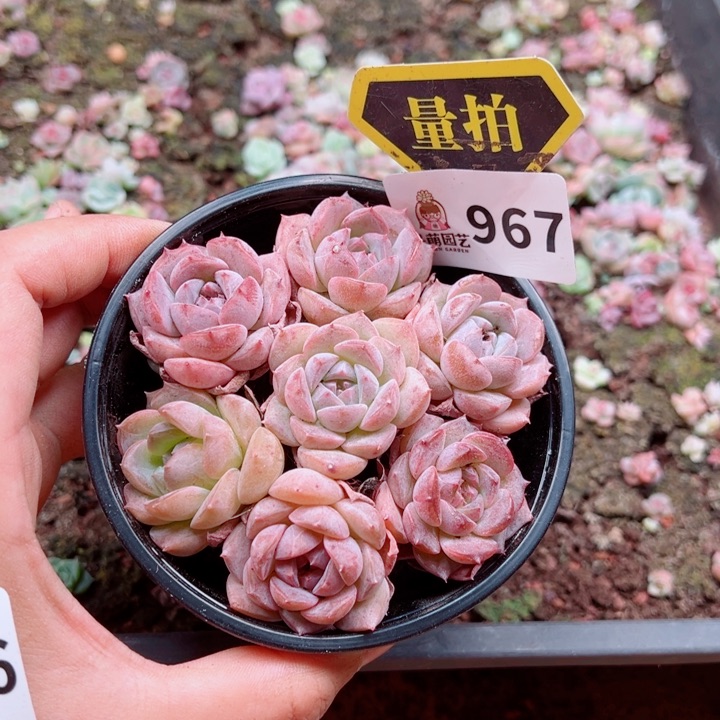 多肉植物多肉植物