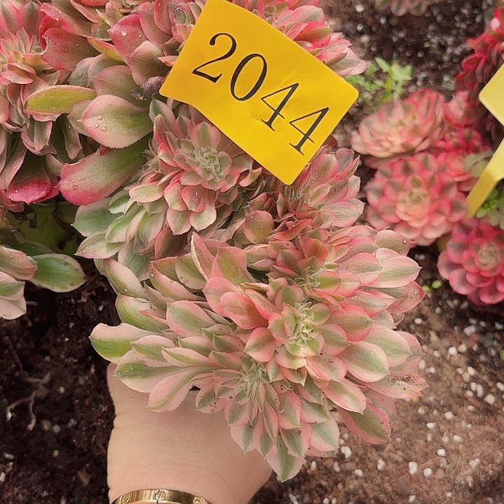 多肉植物福利2044