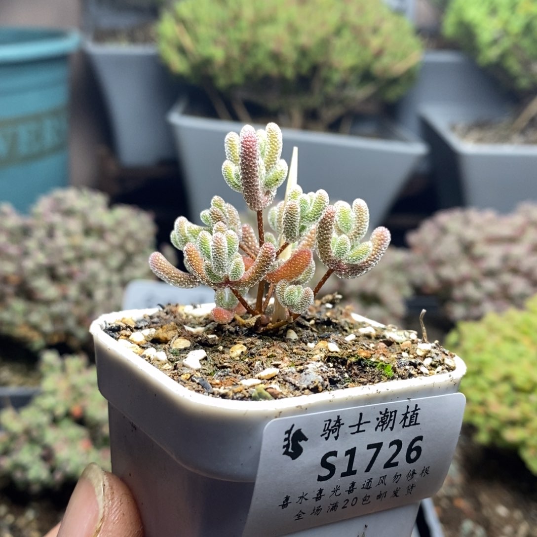 1726实生精控优选冰晶