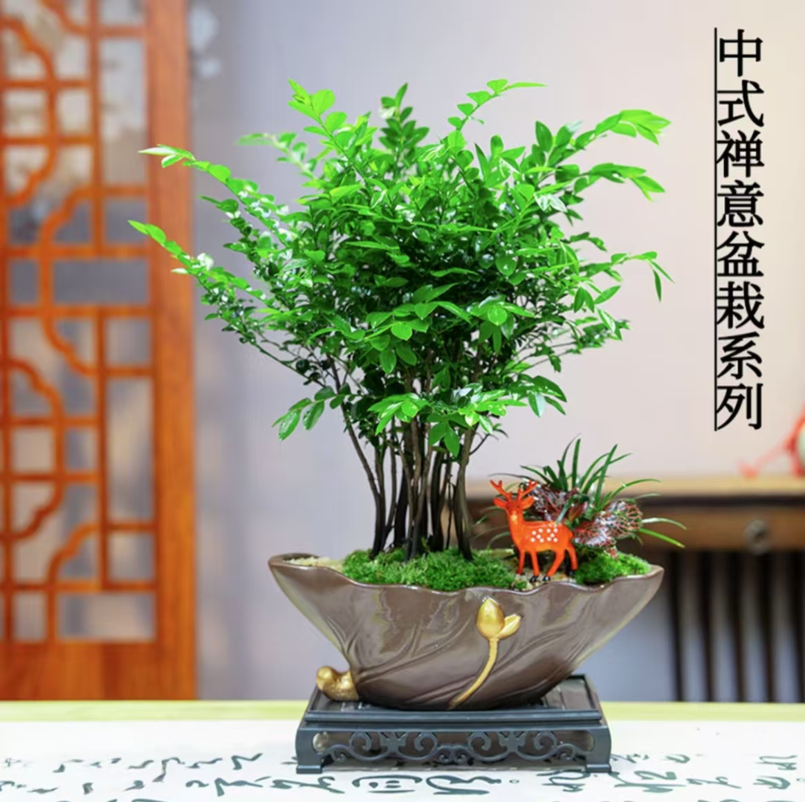 丛林款老桩小叶紫檀室内绿植盆栽净化空气桌面观叶绿植