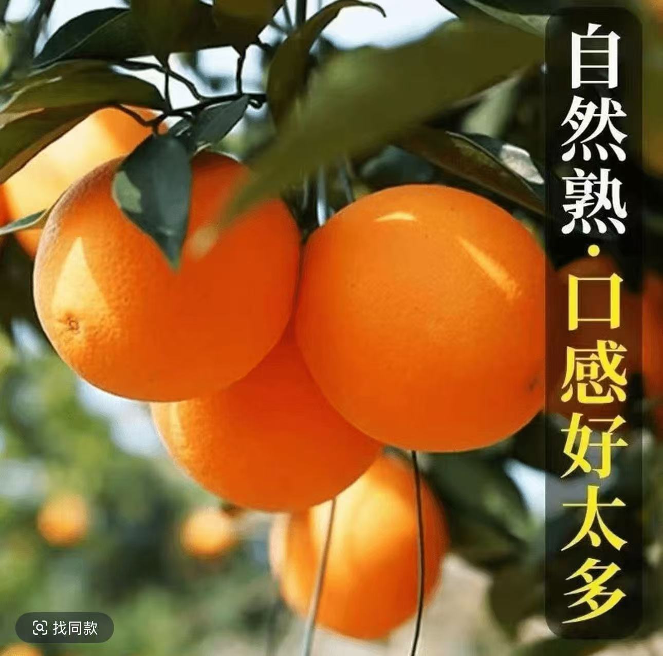 【精品大果】正宗纽荷尔脐橙新鲜现摘多汁香甜产地直发包邮KM1