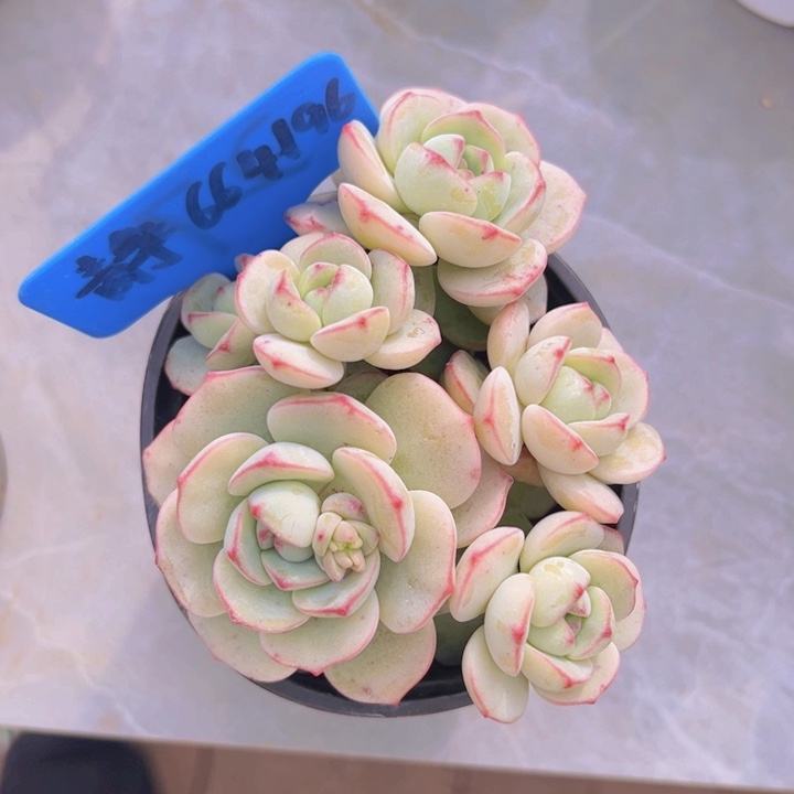 健健康康平平安安