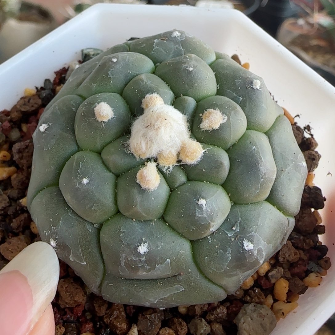 实生龟甲兜多肉4.9厘米