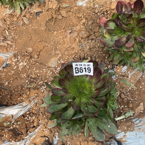 619万彩灯不包断枝