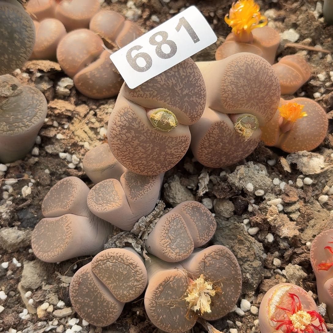 小***鱼生石花一物一拍681