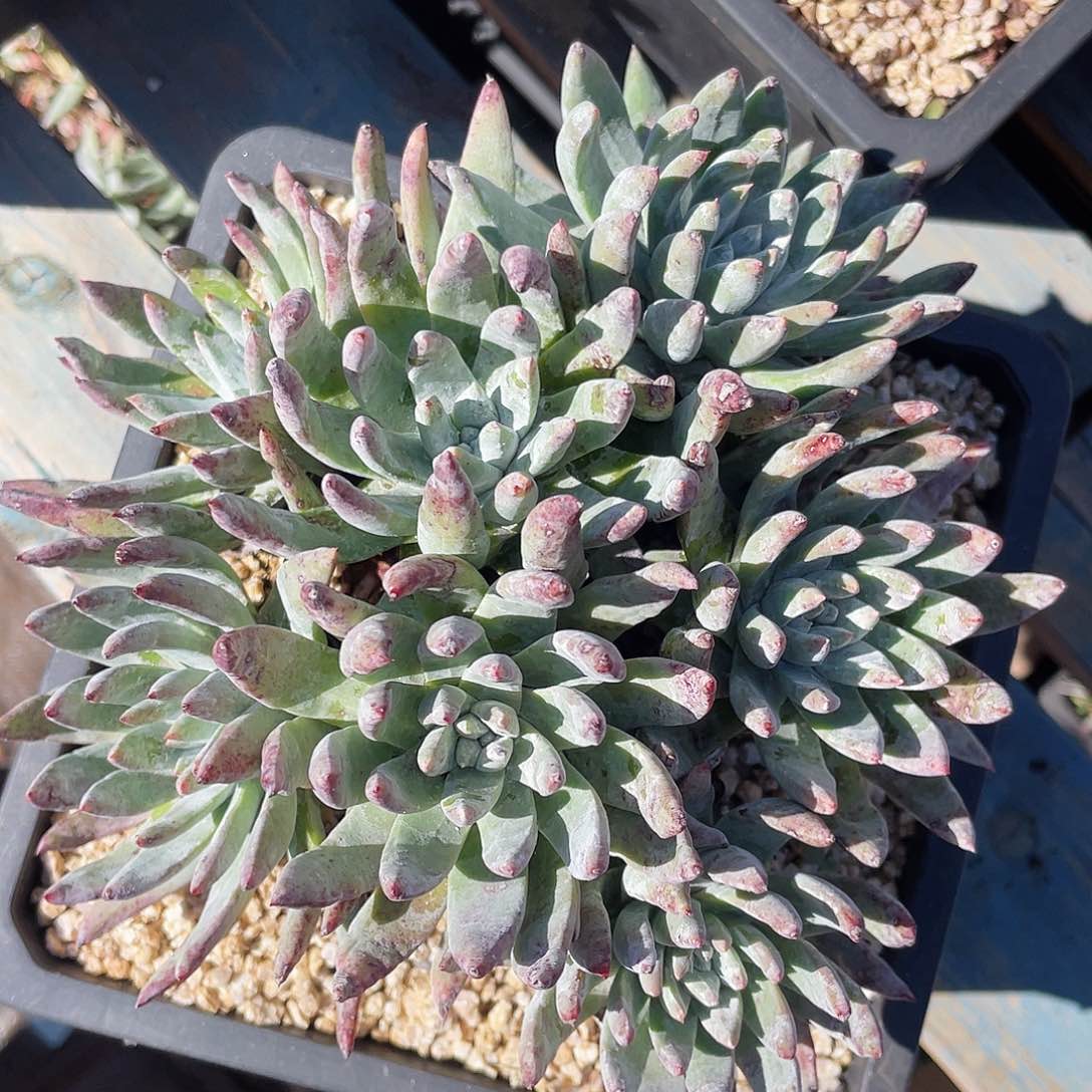 白姆老桩多头3180