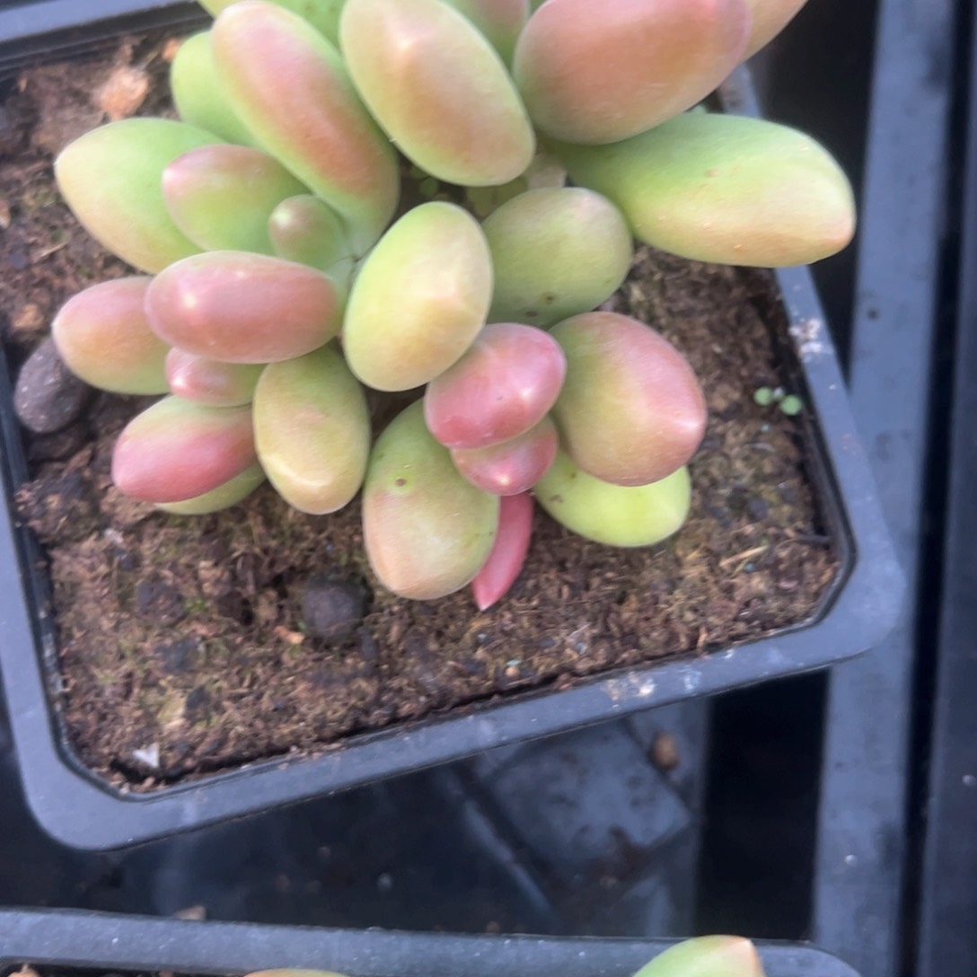 早***阳多肉植物多肉植物