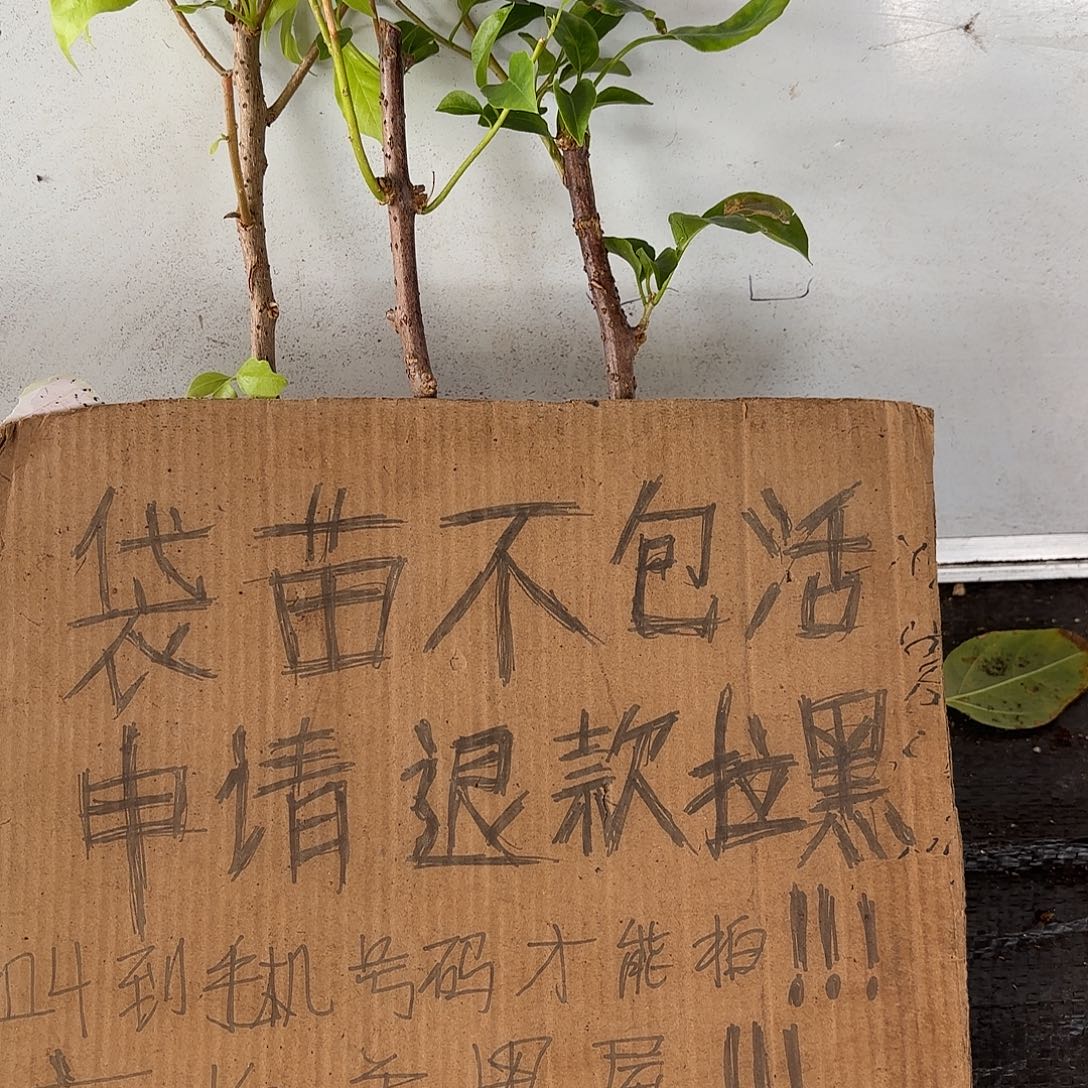 燕***金当前无花栽培后可以开花袋苗盲盒三颗